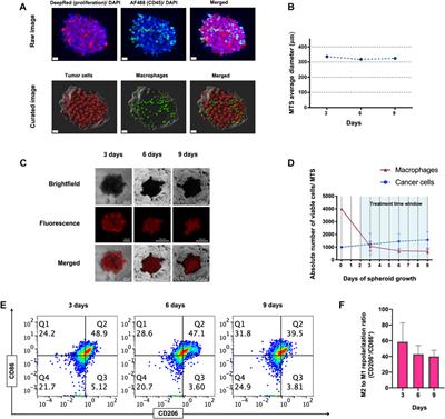 Dual CSF1R inhibition and CD40 activation demonstrates anti-tumor activity in a 3D macrophage- HER2+ breast cancer spheroid model
